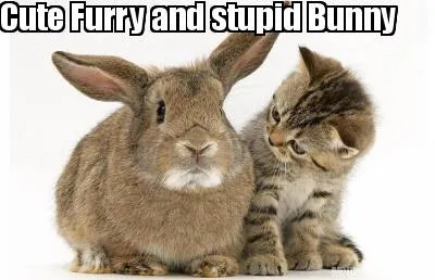 Funny Cute Furry and stupid Bunny