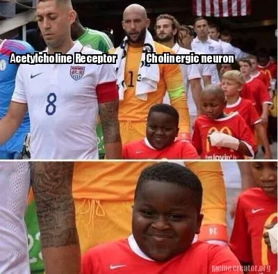 Acetylcholine Receptor Cholinergic Neuron ..