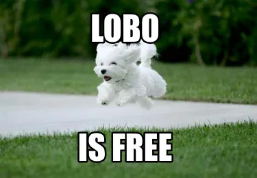 Funny LOBO is free