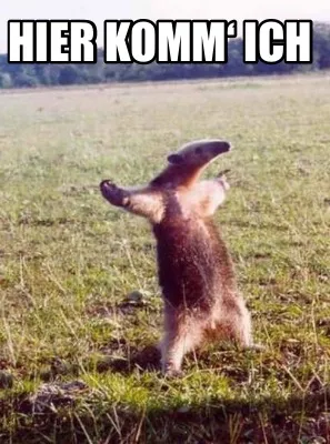 Funny Hier komm‘ ich
