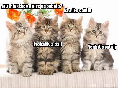 Funny You think they'll give us cat nip? Probably a ball Naw it's catnip Yeah it's cat