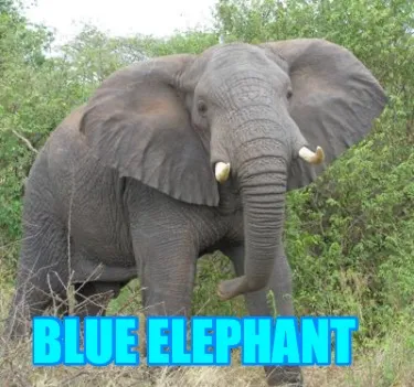 Blue elephant