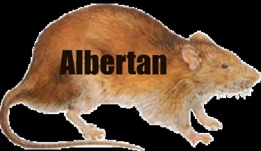Albertan