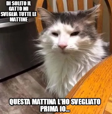 Di solito il gatto mi sveglia tutte le mattine questa mattina l'ho svegliato pri