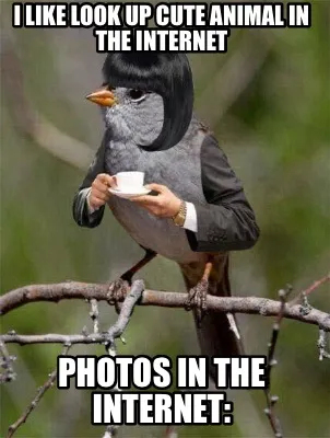 Funny I like look up cute animal in the internet Photos in the internet: