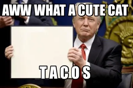 Aww what a cute cat T a C O S