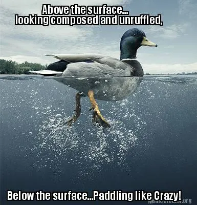 Below the surface...Paddling like Crazy! Above the surface... looking composed