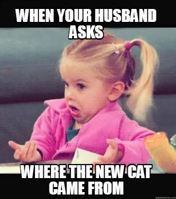 When your husband asks where the new cat came from