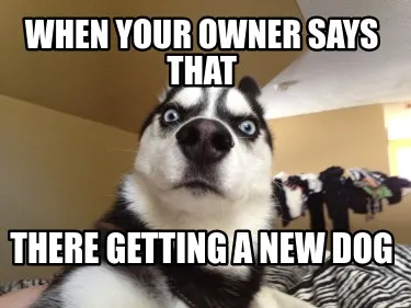 When your owner says that there getting a new Dog