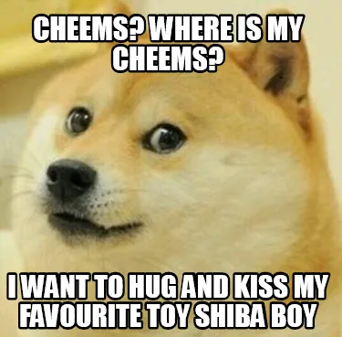 Funny cheems? where is my cheems? I want to hug and kiss my favourite toy shiba boy