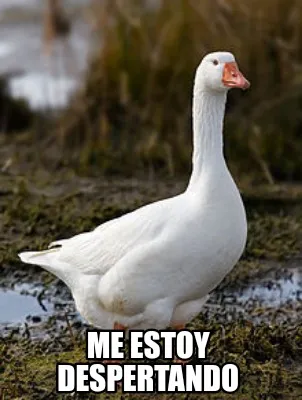 Funny me estoy despertando