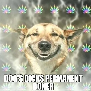 Dog's dicks permanent boner