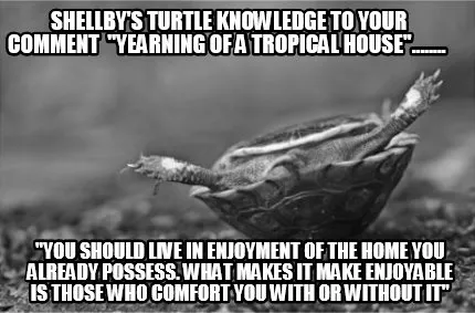 Shellby's turtle knowledge to youR COMMENT ''yearning of a tropical house''....