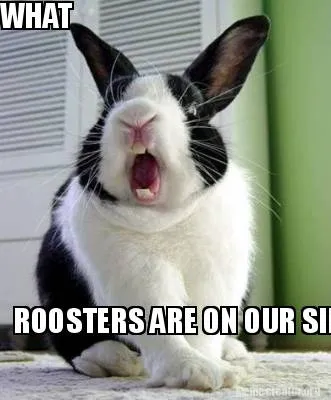 Funny WHAT ROOSTERS ARE ON OUR SIDE OF THE DRAW NOW