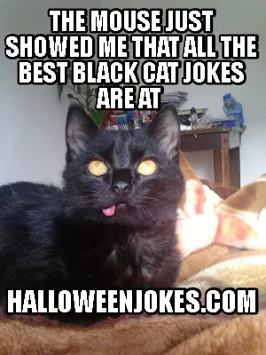 Funny The mouse just showed me that all the best black cat jokes are at Halloweenjoke