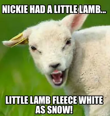 Nickie had a little lamb... Little lamb fleece white as snow!