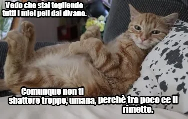 Funny Vedo che stai togliendo tutti i miei peli dal divano. Comunque non ti sbattere t