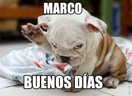 Funny Marco Buenos días