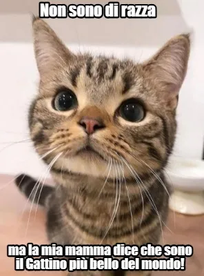 Non sono di razza ma la mia mamma dice che sono il Gattino più bello del mondo!