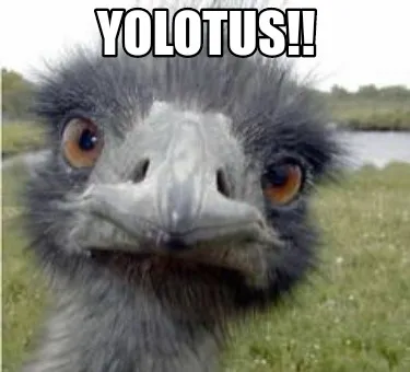 YOLOTUS!!