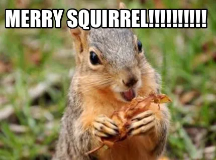Funny MERRY SQUIRREL!!!!!!!!!!