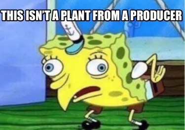 This isn’t a plant from a producer