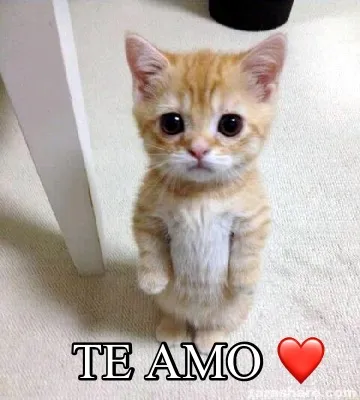 Te Amo