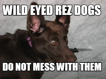Funny Wild eyed Rez dogs Do not mess with them