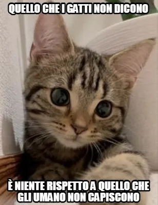 Funny quello che i gatti non dicono è niente rispetto a quello che gli umano non capi