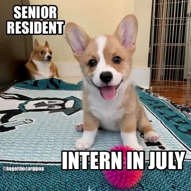 Funny Senior resident Intern in July @bagelthecorgipup