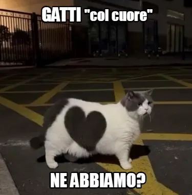 Funny gatti "col cuore" ne abbiamo?