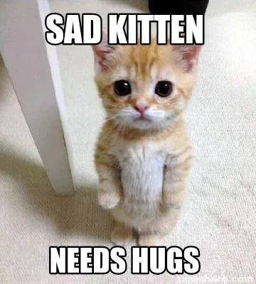 Sad kitten needs hugs