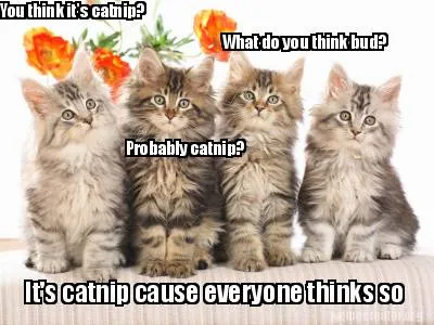 Funny You think it's catnip? Probably catnip? What do you think bud? It's catnip cause