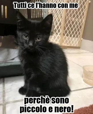 Tutti ce l'hanno con me perchè sono piccolo e nero!