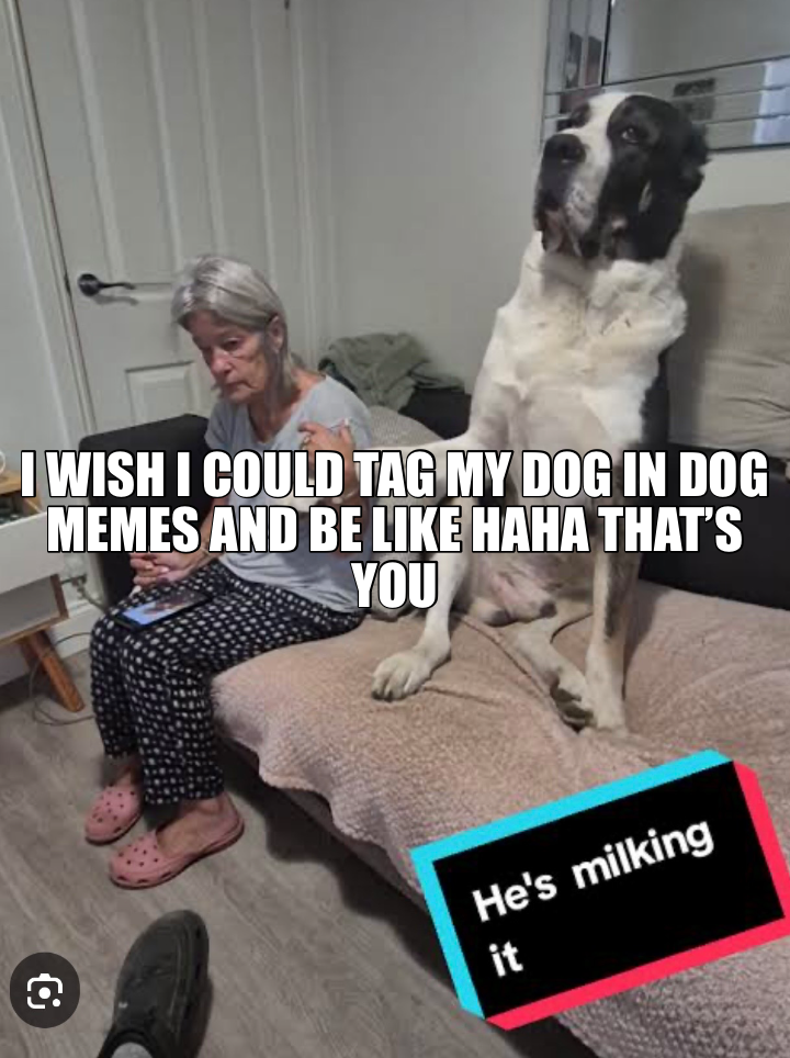 I WISH I COULD TAG MY DOG IN DOG MEMES AND BE LIKE HAHA THAT’S YOU