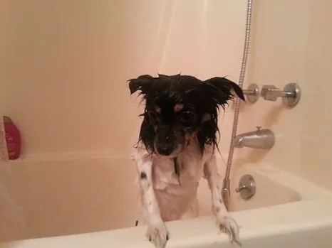Wet Regret Dog