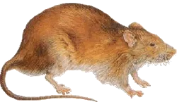 rat