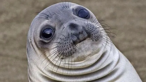 Awkward Moment Seal