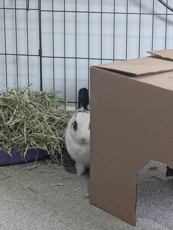 Bun