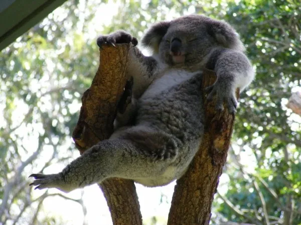 Always Lazy Koala