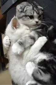 cat hugz