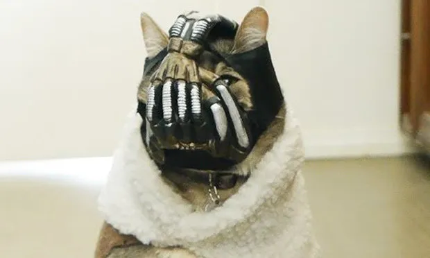 Bane Cat