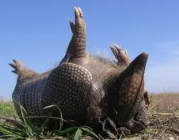 Play dead armadillo