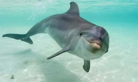 Dolphin