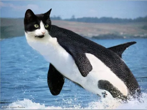 Kitty Whale