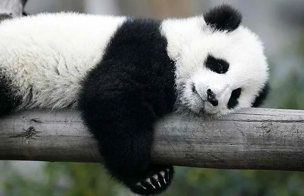 C__Data_Users_DefApps_AppData_INTERNETEXPLORER_Temp_Saved Images_panda-sleeping_1703683i.jpg