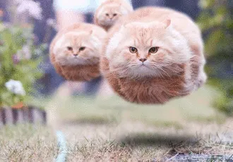 Hover cat