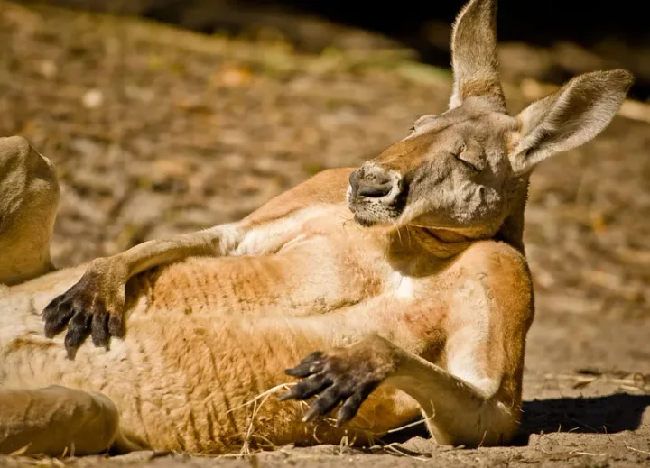 Chilled Out Kangaroo