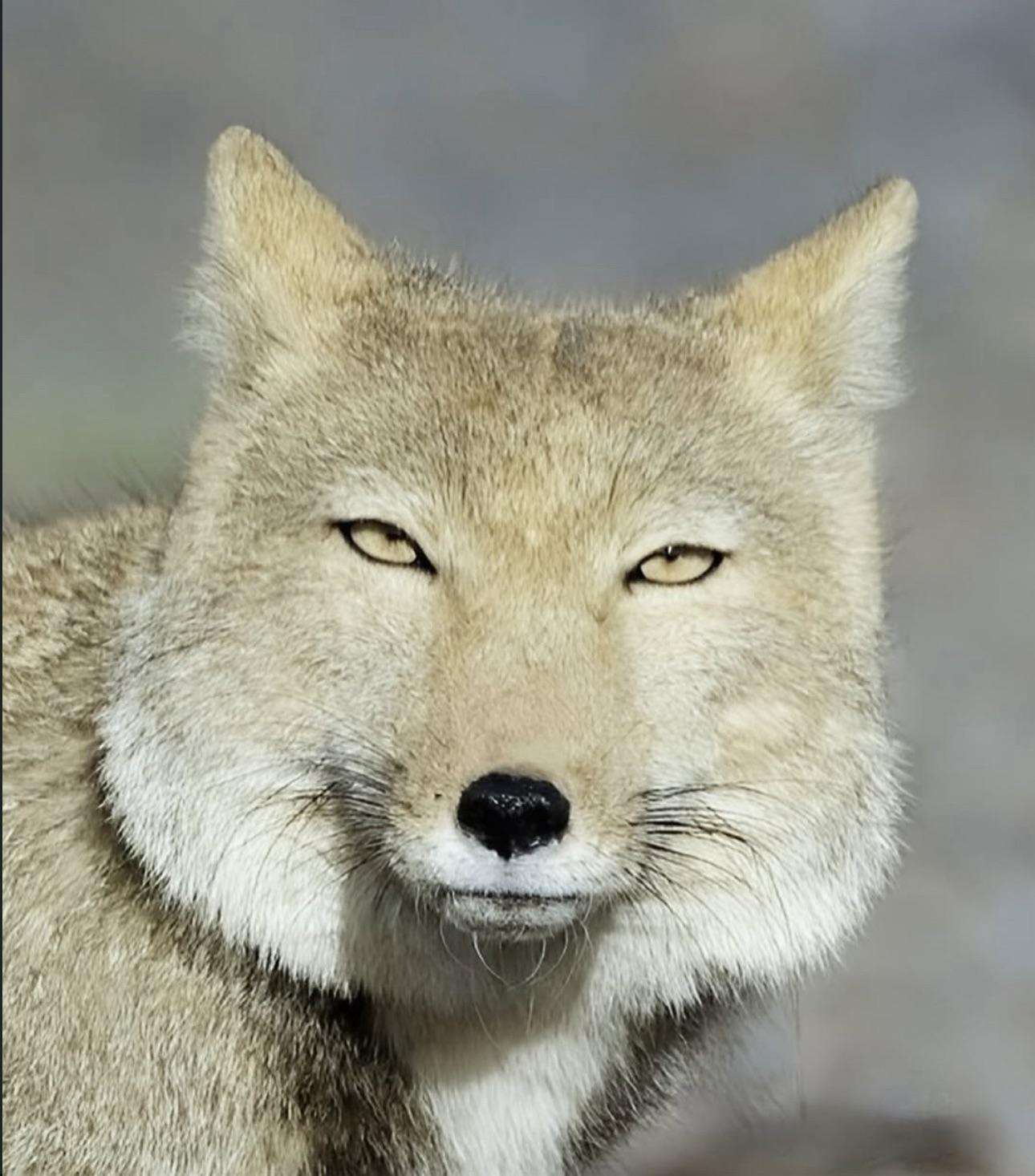 TRYING NOT TO ALERT PREY BUT YOUR HOMIE LOOKS AT YOU LIKE THIS