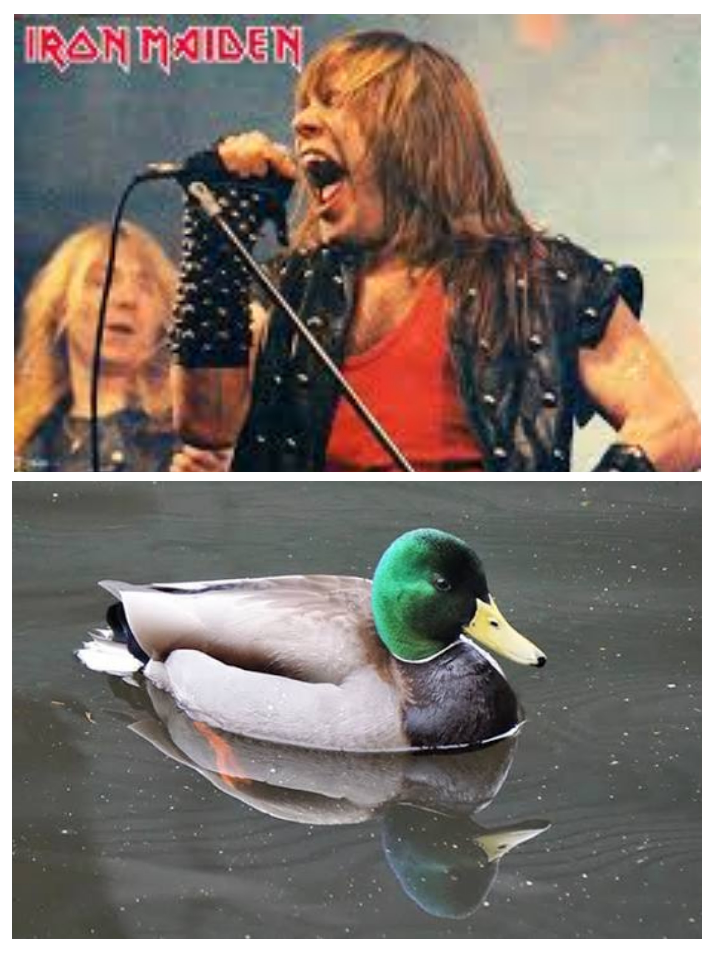 FEAR OF THE DUCK!